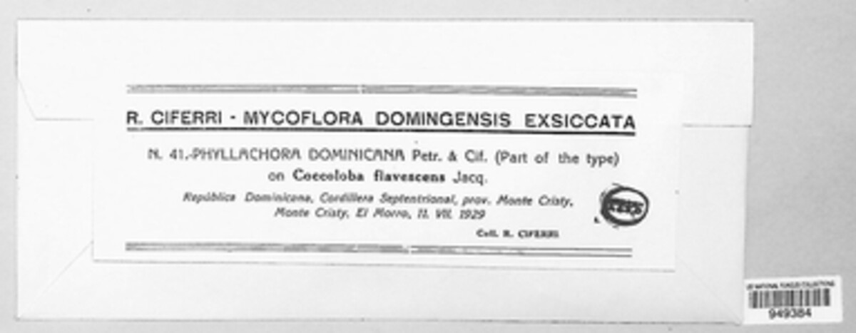 Phyllachora dominicana image